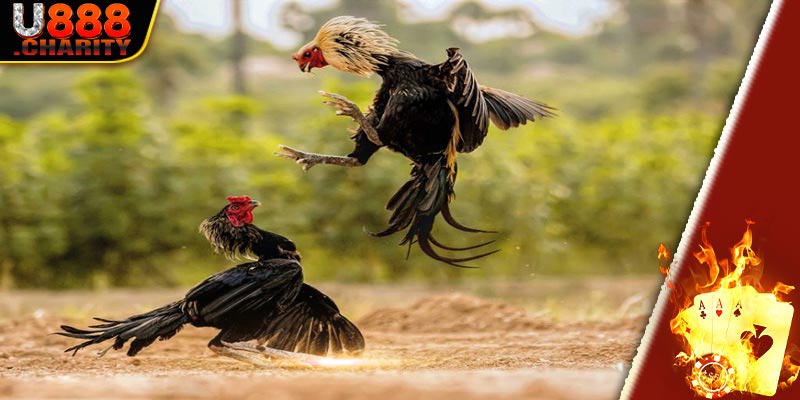 Vài nét căn bản về hạng mục đá gà