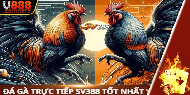 Giới thiệu đôi nét về hạng mục Sv388 đá gà tại nhà cái U888